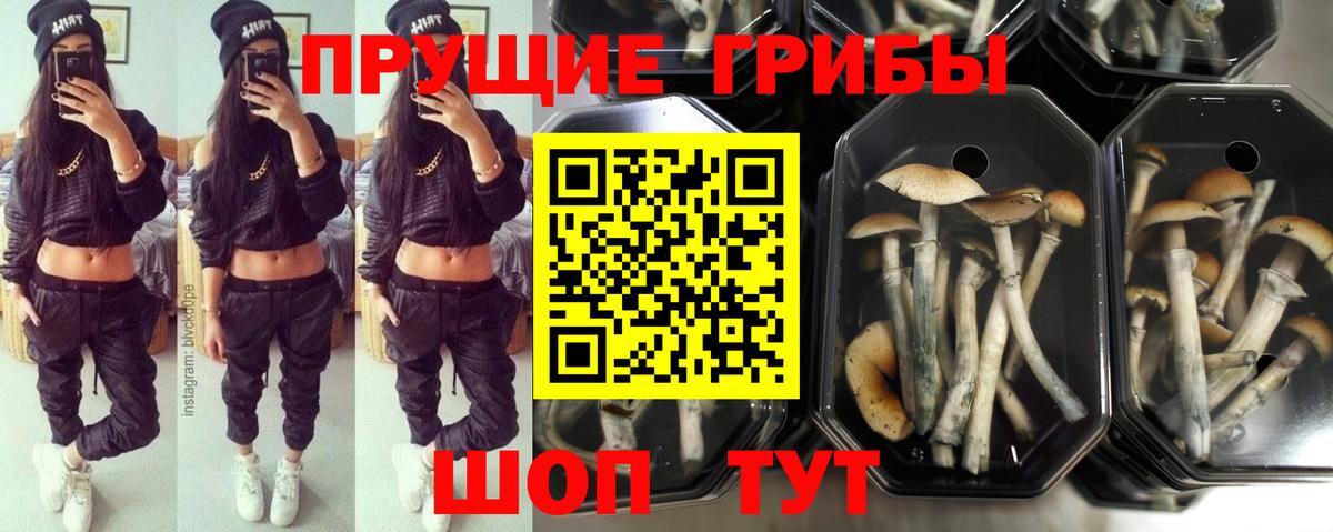 Псилоцибиновые грибы мицелий Домодедово